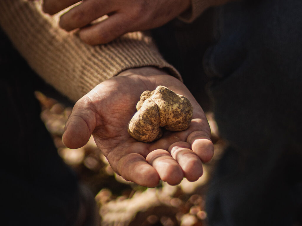 Mano che regge un prezioso tartufo bianco appena raccolto nel bosco, pronto a diventare il protagonista di una cena a base di tartufo elegante e conviviale. Hand holding a precious freshly picked white truffle in the woods, ready to become the centerpiece of an elegant truffle dinner for a refined, intimate dinner