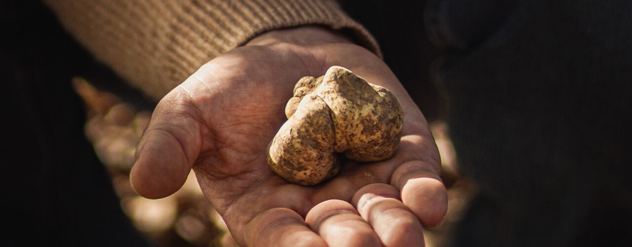 Mano che regge un prezioso tartufo bianco appena raccolto nel bosco, pronto a diventare il protagonista di una cena a base di tartufo elegante e conviviale. Hand holding a precious freshly picked white truffle in the woods, ready to become the centerpiece of an elegant truffle dinner for a refined, intimate dinner